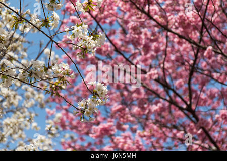 Die Kirschblüte (Sakura) in Shinjuku, Tokyo Stockfoto