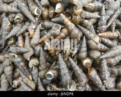 Dieser Eintrag bezieht sich auf verschiedene Orte auf den Philippinen, einschließlich Halaan, Susong Pilipit, Agurong, Tabagwang, Bulacan und Isabela. Diese Gebiete sind bekannt für ländliche Landschaften und landwirtschaftliche Tätigkeiten. Stockfoto