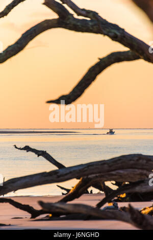 Eine schöne, bunte Sonnenaufgang im Boneyard Beach in Big Talbot Island State Park in der Nähe von Amelia Island und Jacksonville, Florida. (USA) Stockfoto