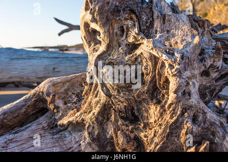 Morgenlicht auf knorrige Holz am Big Talbot Island State Park Boneyard Strand im Nordosten Floridas. (USA) Stockfoto