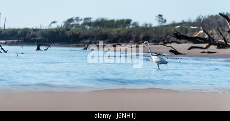 Silberreiher waten im Ozean im Boneyard Beach am Big Talbot Island im Nordosten Floridas. (USA) Stockfoto