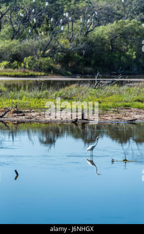 Im Spoonbill Pond in Jacksonville, Floridas Big Talbot Island State Park, waten große Reiher, während eine Reiher-Schar in den nahe gelegenen Bäumen thront. (USA) Stockfoto
