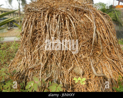 Die Old man Palm (Coccothrinax crinita) ist eine einzigartige Art, die auf den Philippinen beheimatet ist und für ihr unverwechselbares Aussehen und ihre Anpassungsfähigkeit an das tropische Klima der Region bekannt ist. Stockfoto