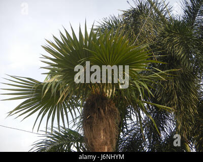 Eine Beschreibung der Old man Palm, Coccothrinax crinita, die auf den Philippinen gefunden wurde und für ihr unverwechselbares Aussehen und ihre ökologische Bedeutung bekannt ist. Stockfoto