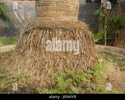 07613 Greis palm Coccothrinax Crinita auf den Philippinen 11 Stockfoto