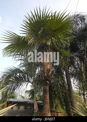 07634 Greis palm Coccothrinax Crinita auf den Philippinen 01 Stockfoto