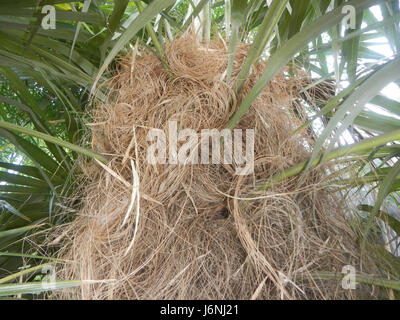 Ein Foto oder eine Darstellung der Old man Palm (Coccothrinax crinita) auf den Philippinen, die diese einzigartige Art aus der Region zeigt. Stockfoto