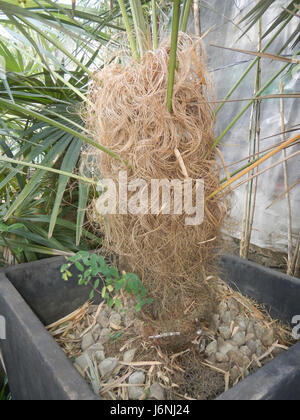 07634 Greis palm Coccothrinax Crinita auf den Philippinen 20 Stockfoto