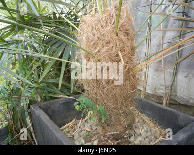 Die Old man Palm, Coccothrinax crinita, ist auf den Philippinen beheimatet. Diese Art ist bekannt für ihr unverwechselbares Aussehen mit langen, gräulichen Fasern, die einem alten manâ-Bart ähneln, der oft in tropischen Gebieten zu finden ist. Stockfoto