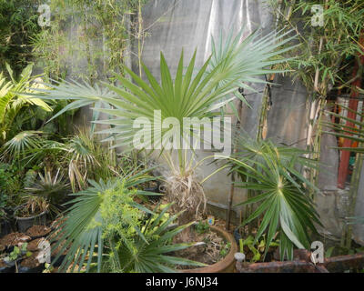 Die Old man Palm, Coccothrinax crinita, ist eine Palmenart auf den Philippinen, die für ihr unverwechselbares Aussehen und ihre ökologische Bedeutung in der lokalen Umgebung bekannt ist. Stockfoto