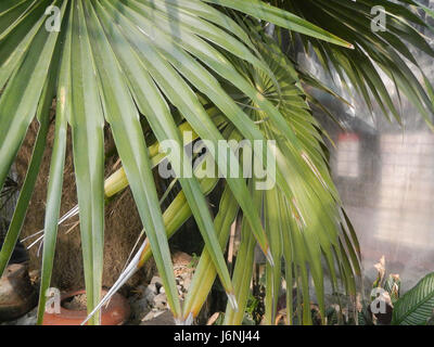 Dies bezieht sich auf die Old man Palm (Coccothrinax crinita), eine Palmenart auf den Philippinen. Er ist bekannt für sein unverwechselbares Aussehen und ist in den tropischen Klimazonen der Region beheimatet. Stockfoto