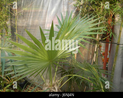 07744 Greis palm Coccothrinax Crinita auf den Philippinen 10 Stockfoto