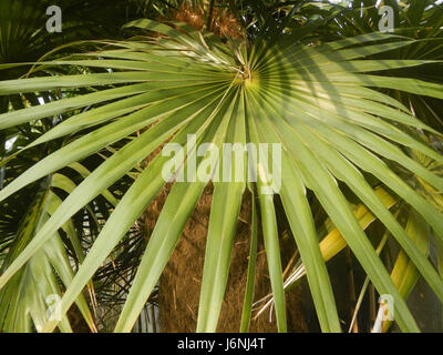 07744 Greis palm Coccothrinax Crinita auf den Philippinen 13 Stockfoto