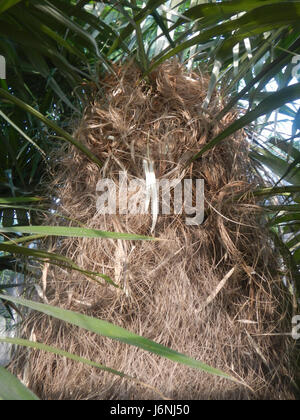 07744 Greis palm Coccothrinax Crinita auf den Philippinen 16 Stockfoto