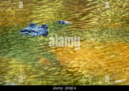 Ein amerikanischer Alligator lauert in einer Wasserstraße in Northeast Florida/USA. Stockfoto
