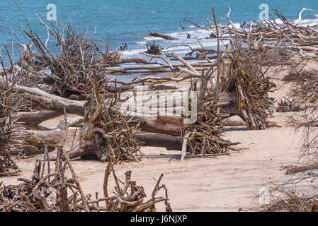 Boneyard Strand im Big Talbot Island State Park, südlich von Amelia Island und nördlich von Jacksonville Beach, Florida. (USA) Stockfoto