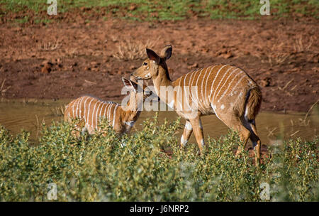 Nyala Mutter und Kalb im südlichen afrikanischen Savanne Stockfoto