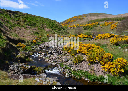 Carey Burn, Harthope Tal, Northumberland Stockfoto