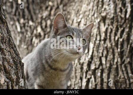 Kitty Spionage etwas vom Baum. Stockfoto