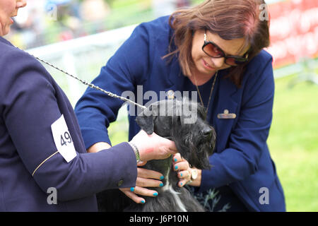 Dog Show Richter prüft den Zustand der Schnauser Hund Stockfoto