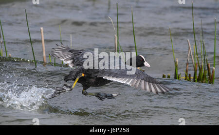 Eurasische Blässhühner laufen auf dem Wasser Stockfoto