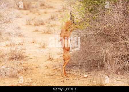 Porträt von Gerenuk browsing Büsche, stehend auf Hinterbeinen an afrikanische Savanne Stockfoto