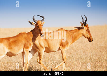 Porträt der Beweidung Konferenz in Masai Mara National Reserve, Kenia, Afrika Stockfoto