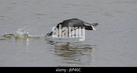 Eurasische Blässhühner laufen auf dem Wasser Stockfoto