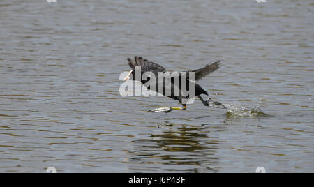 Eurasische Blässhühner laufen auf dem Wasser Stockfoto