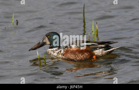 Löffelente männlich über Wasser Stockfoto