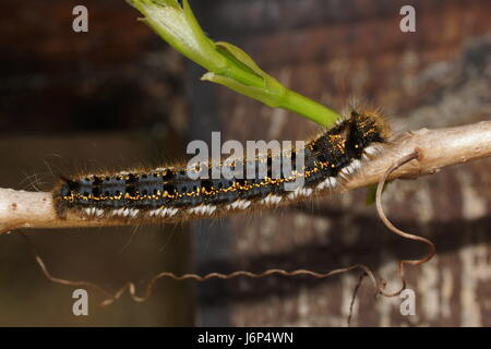 Caterpillar der Trinker Motte. Euthrix Potatoria, der Trinker Stockfoto