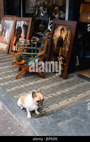 Utrecht, Niederlande - 4. August: Hund bewacht ein Antiquitätengeschäft in Utrecht 2016. Alte City Center verfügt über viele Gebäude und Bauten mehrere Dat Stockfoto