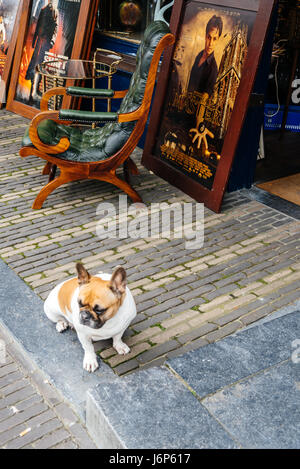 Utrecht, Niederlande - 4. August: Hund bewacht ein Antiquitätengeschäft in Utrecht 2016. Alte City Center verfügt über viele Gebäude und Bauten mehrere Dat Stockfoto