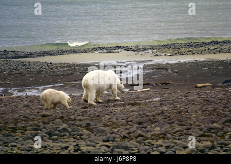 Eisbär auf Franz-Josef-Land. Wegen des Mangels an Dichtungen und Eis Bären auf der Suche nach Nahrung auf Inseln: junge Mutter und Cub Fütterung am Meeresufer Emissionen; Stockfoto