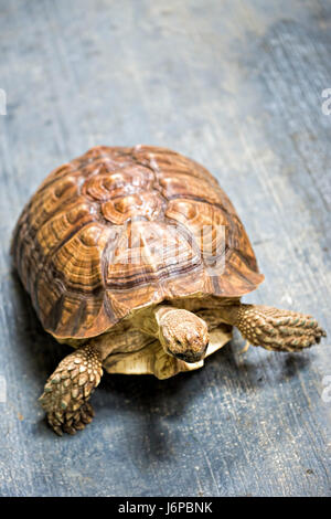 Große Schildkröte auf dem Boden Stockfoto