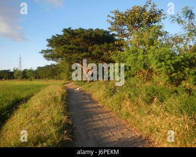 Dieses Bild bezieht sich auf die Reisfelder in Pulong Palazan, Candaba, Pampanga und der angrenzenden Farm to Market Road 2. Der Standort zeigt landwirtschaftliche Praktiken und Transportwege, die für die regionale Wirtschaftstätigkeit in Pampanga von entscheidender Bedeutung sind. Stockfoto