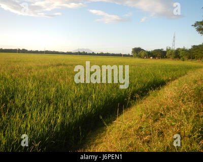 08209 Reisfelder Dörfer Pulong Palazan an Pampanga Farm Markt Straße 02 Stockfoto