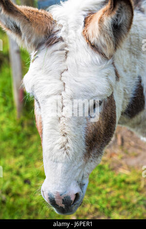 Esel auf dem Bauernhof Stockfoto