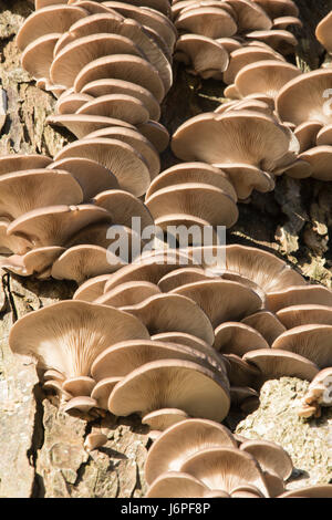 Austernpilz, Pleurotus Ostreatus, Sussex, UK. Auf toten Baumstamm. Dezember. Stockfoto