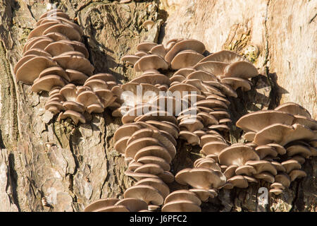 Austernpilz, Pleurotus Ostreatus, Sussex, UK. Auf toten Baumstamm. Dezember. Stockfoto