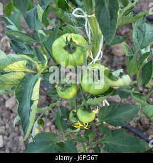 Bio-Tomaten Pflanzen in einem Gewächshaus, Nahaufnahme Stockfoto