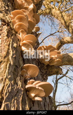 Austernpilz, Pleurotus Ostreatus, Sussex, UK. Auf toten Baumstamm. Dezember. Stockfoto