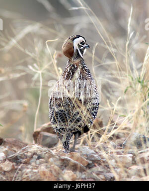 Dieser Eintrag bezieht sich wahrscheinlich auf ein Bild oder eine Beobachtung einer Montezuma-Wachtel in den Patagonia Mountains in Arizona, die speziell am 4. Dezember 2014 aufgenommen wurde. Die Montezuma-Wachtel ist ein in der Region heimischer Vogel. Stockfoto