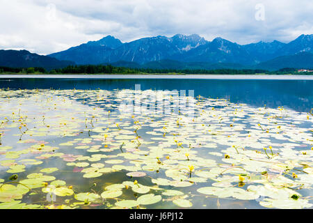 Blüten der Seerosen in einen Bergsee Stockfoto