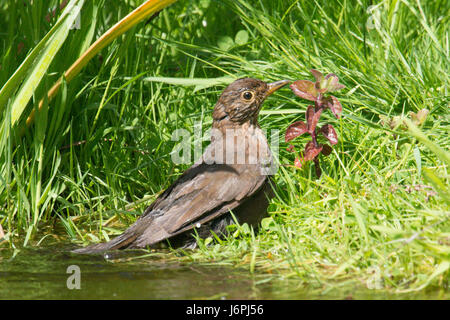 Amsel, Turdus Merula, Baden in einem Gartenteich. entweder ein Weibchen oder ein Jugendlicher. Sussex, UK. Mai. Tierwelt-Teich. Stockfoto