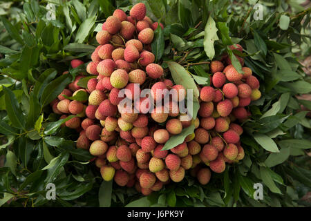 Haufen von Litchi nach Harvesing. Ishwardi, Pabna, Bangladesch Stockfoto