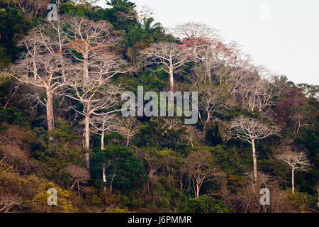 Regenwald neben Rio Chagres in Soberania Nationalpark, Republik von Panama. Die großen Bäume sind Cuipo Bäume, eine emergente Folienbaum. Stockfoto