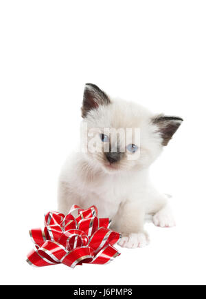 Haustier Weihnachten Katze Baby Kätzchen Bogen Pussycat Katze inländische Katze Weihnachten x-mas-Siam Stockfoto