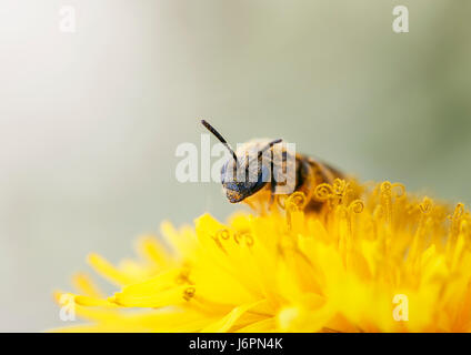 kleine Honigbiene sammelt Nektar aus gelbe Blüte des Löwenzahns Stockfoto