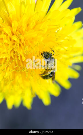 kleine Honigbiene sammelt Nektar aus gelbe Blüte des Löwenzahns Stockfoto